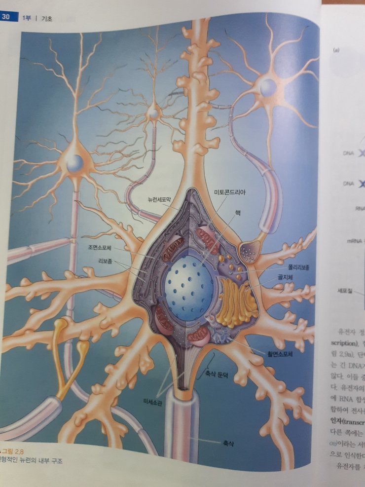 뉴런