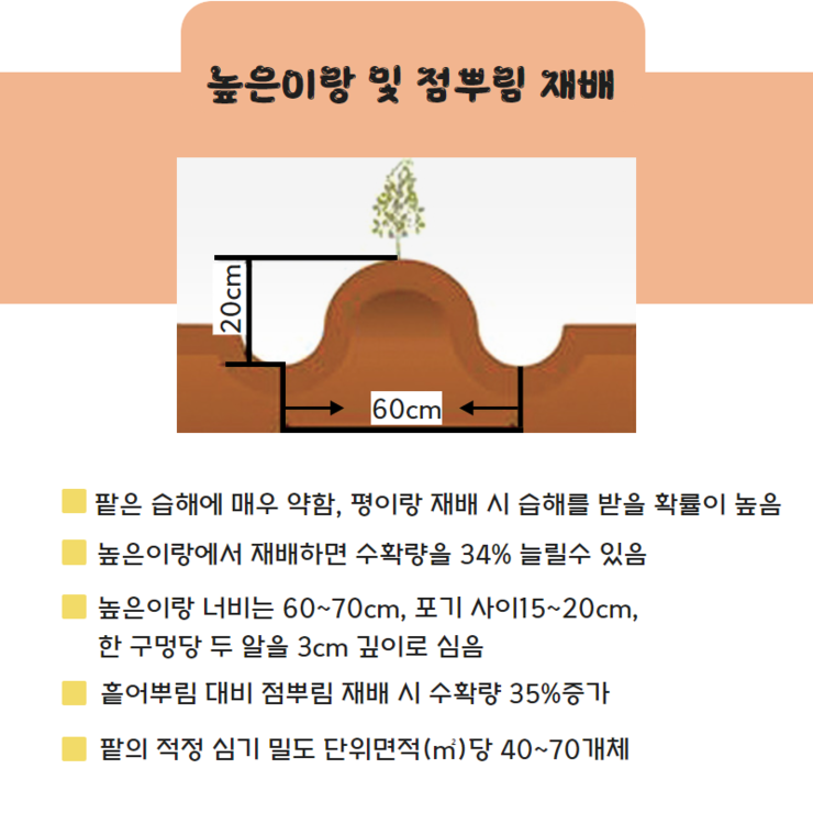 높은 이랑 및 점뿌림 재배