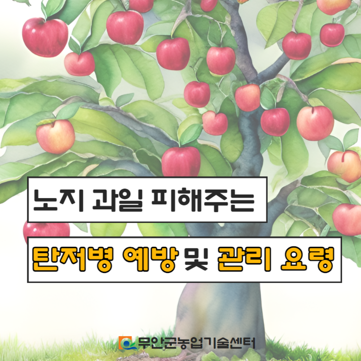 노지과일 피해주는 탄저병 예방 및 관리요령