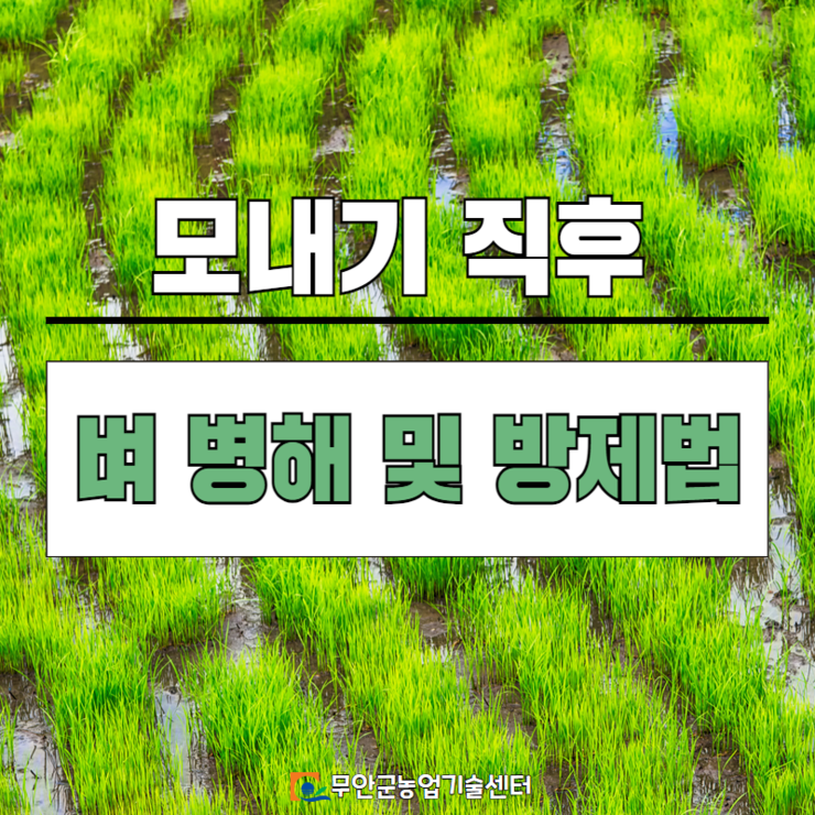 모내기 직후 벼 병해 및 방제법