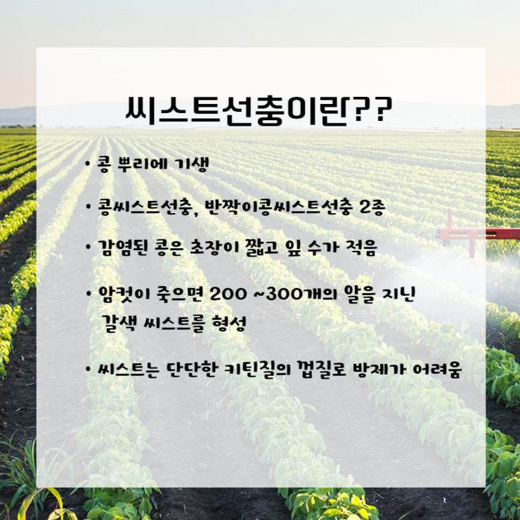 씨스트선충이란 