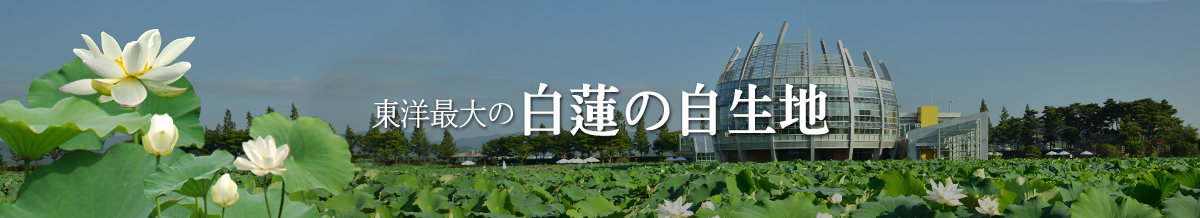 The Biggest Withe Lotus Habitat in Asia