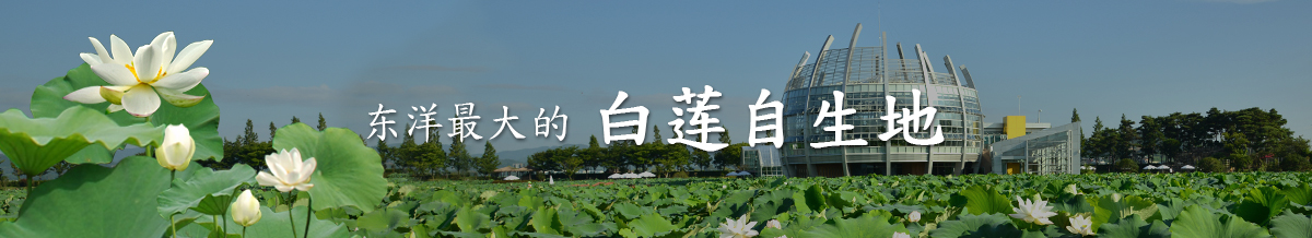 The Biggest Withe Lotus Habitat in Asia