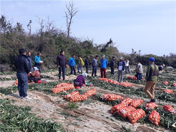 제주도 서귀포시 양파수확 현장 방문.jpg