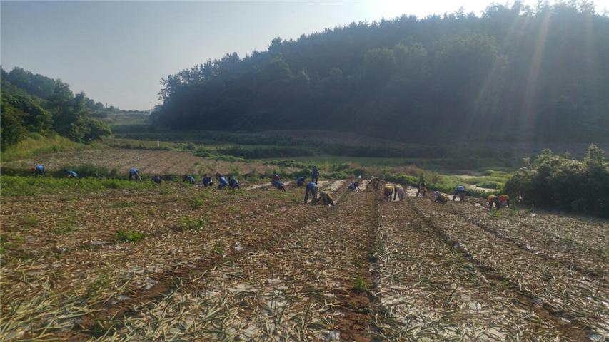 삼향읍 농촌일손돕기 (2).jpg